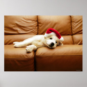 Póster El perrito lleva un gorra del navidad y la mentira