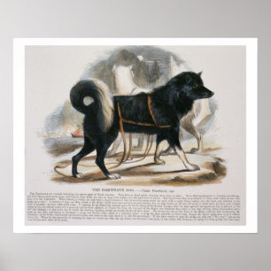 Póster El perro de Esquimaux (familiaris) del Canis i