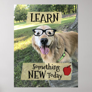 Póster El perro del golden retriever aprende algo nueva