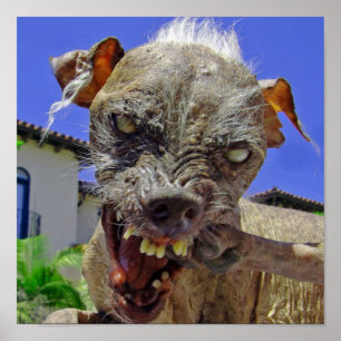 Póster El perro más feo del mundo