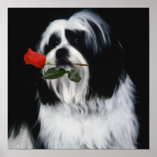 Póster El perro Shih Tzu