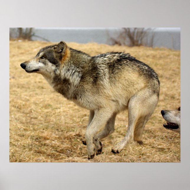 Póster El Personalizado Wolf Shot (Frente)