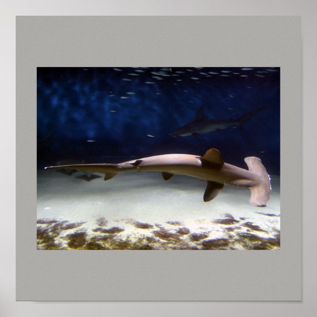 Póster El Pescado De Tiburón Nade Gris Gris Gal Destiny (Frente)