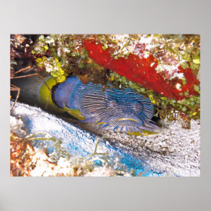 Póster El pez espada en la ocultación