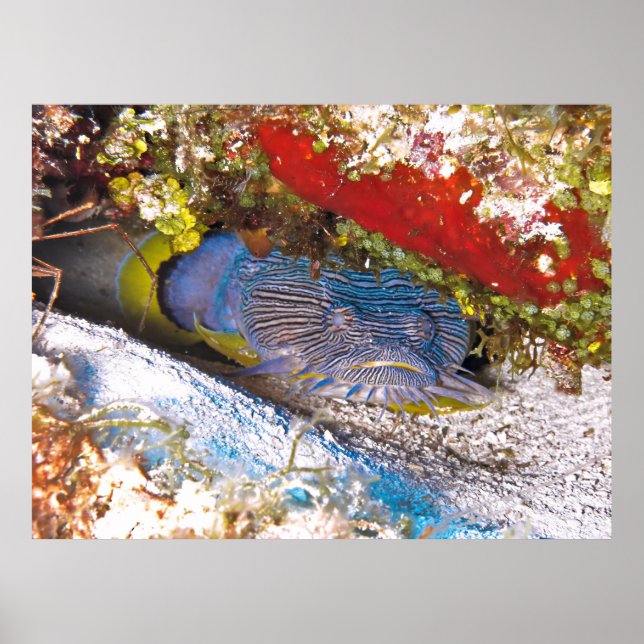 Póster El pez espada en la ocultación (Frente)