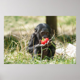 Póster El picnic de Bonobo