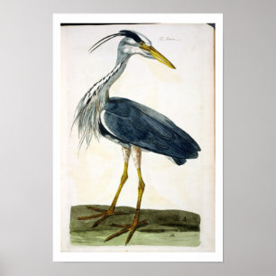 Póster El plato de la garza (Ardea cinerea) de "The Briti
