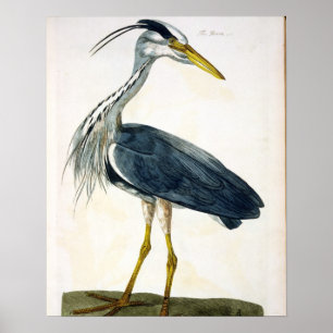 Póster El plato de la garza (Ardea cinerea) de "The Briti