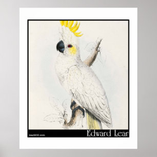 Póster El poco Cockatoo Azufre-Con cresta de Edward Lear