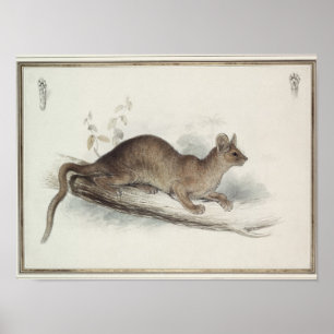 Póster El Polecat, siglo XIX