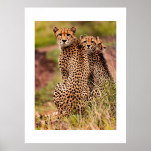 Póster El Poster de Chetah