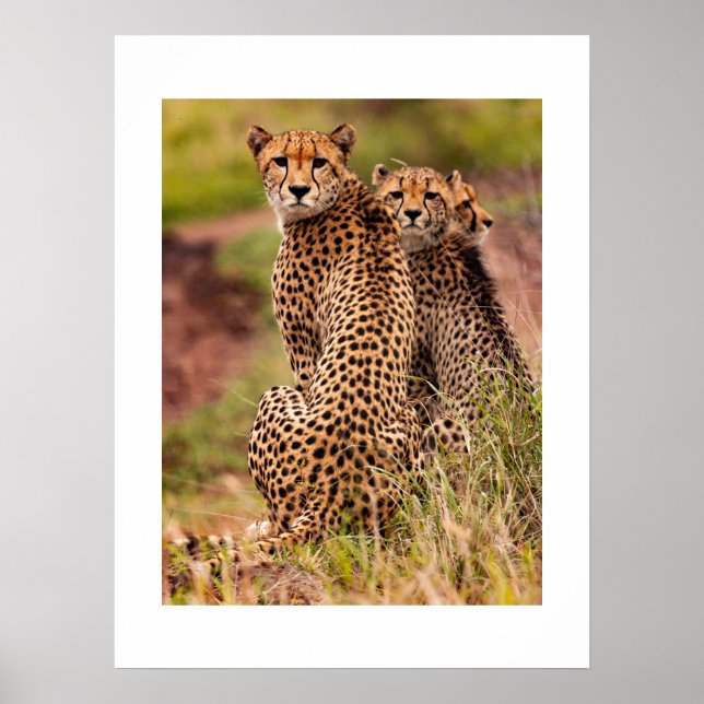 Póster El Poster de Chetah (Frente)