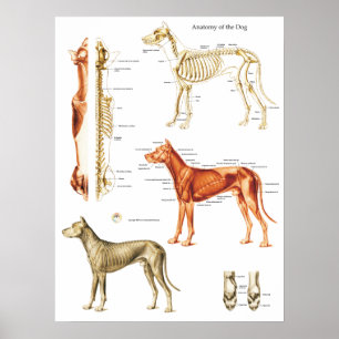Póster El poster de la anatomía del perro Muscles y