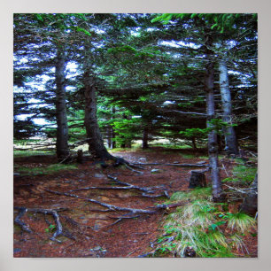 Póster El Poster de la escalera de la naturaleza