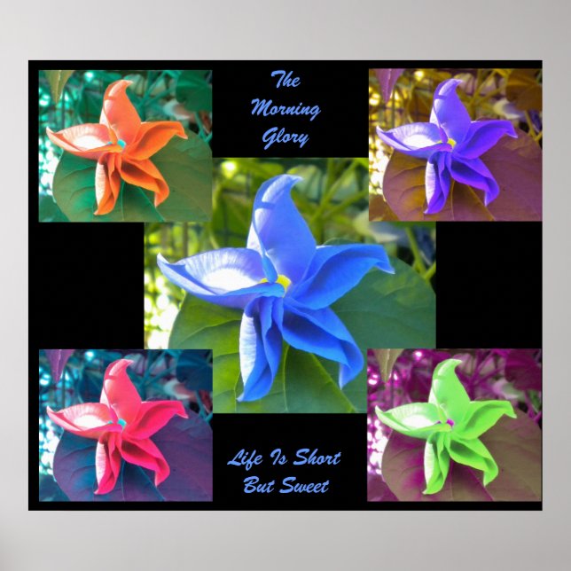 Póster El Poster de la Gloria de la Mañana (Frente)