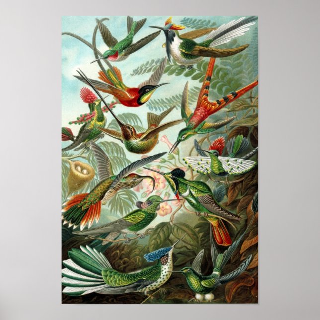 Póster El Poster de los colibríes de Haeckel (Frente)