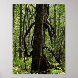 Póster El poster del bosque