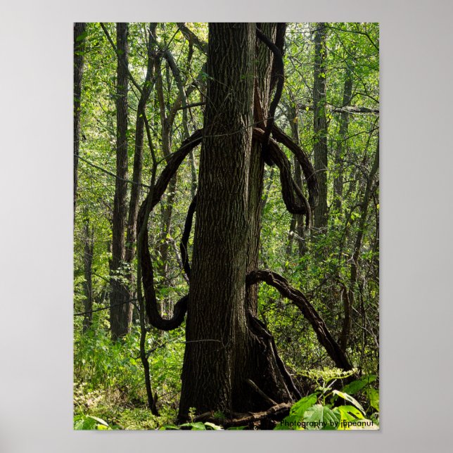 Póster El poster del bosque (Frente)