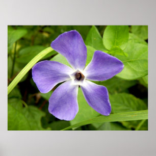 Póster El Poster del gran periwinkle