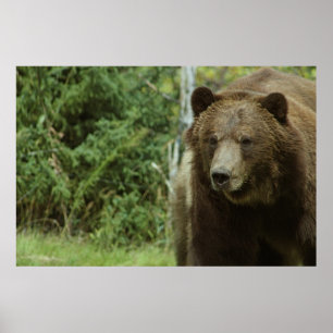 Póster El poster del oso grizzly