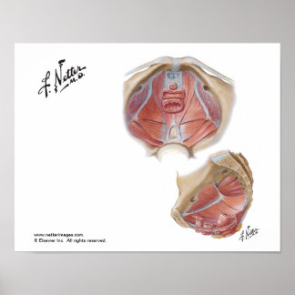 Póster El Poster del suelo pélvico de Netter