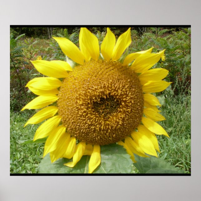 Póster EL poster GIGANTE DE SUNFLOWER (Frente)