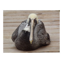 El Poster Pelican de la Orden