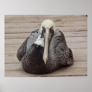 Póster El Poster Pelican de la Orden