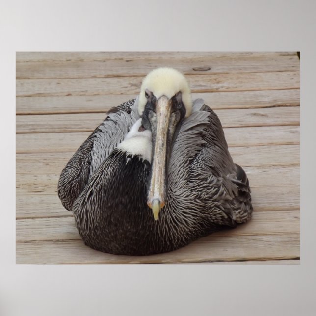 Póster El Poster Pelican de la Orden (Frente)
