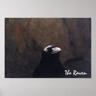 Póster El Poster Raven