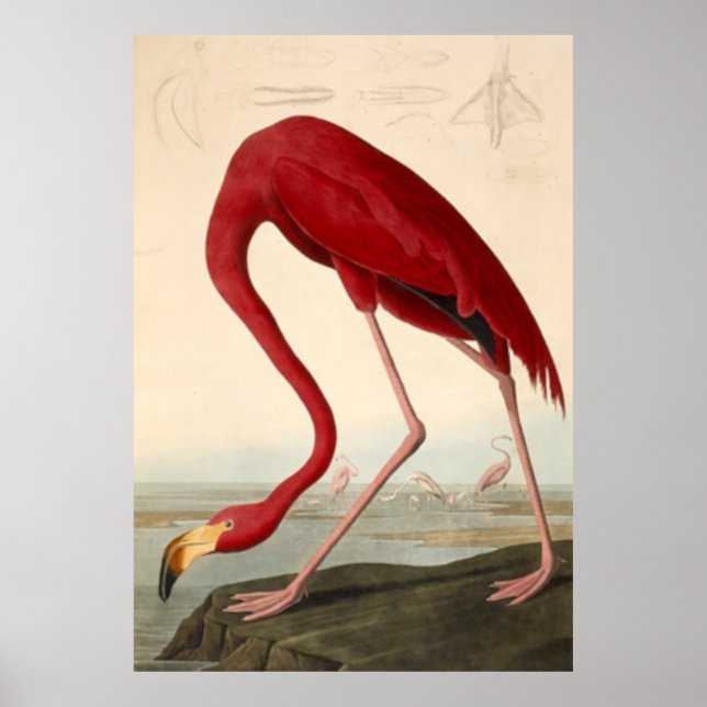 Póster El Poster rojo del flamenco de Audubon (Frente)