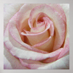 Póster El primer Rosa de Rubor de Love
