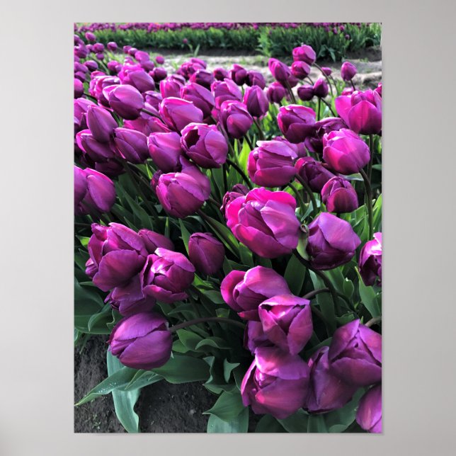 Póster El príncipe morado Tulips (Frente)