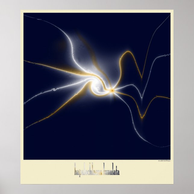 Póster el pulpo de anillo azul (Frente)