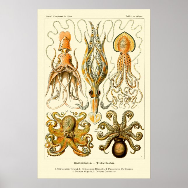 Póster El pulpo y el calamar (Frente)