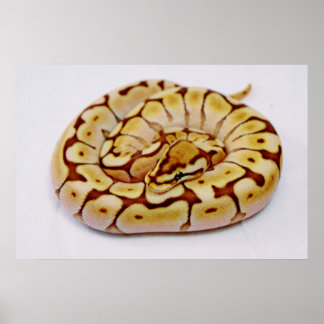 Póster El Python de la bola amarilla realmente se acerca