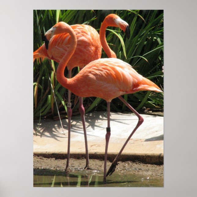 Póster El rebaño del Poster Flamingos (Frente)