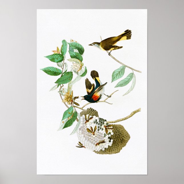 Póster El Redstart americano John James Audubon Birds Ame (Frente)