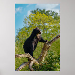 Póster El refrigerio superior del árbol del oso solar