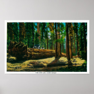 Póster El registro automático en bosque gigante, secuoyas
