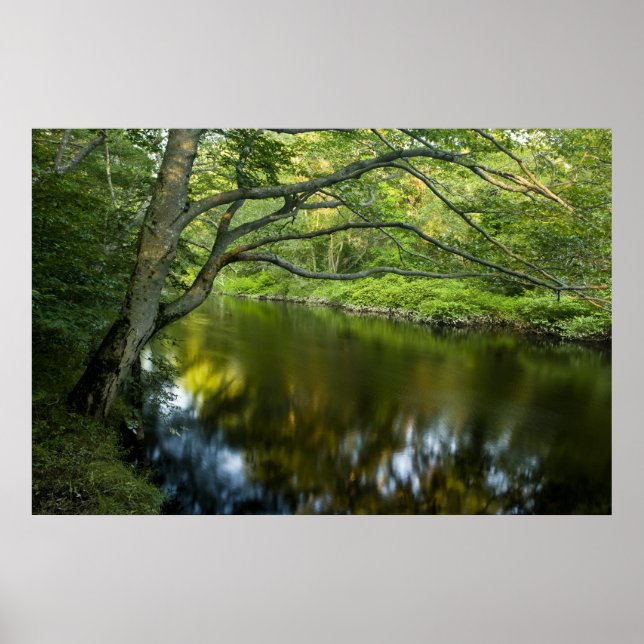 Póster El río Taunton en Bridgewater, (Frente)