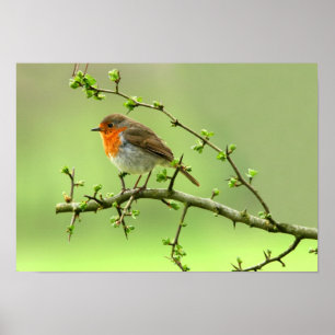 Póster El Robin