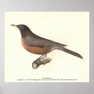 Póster El Robin Americano (Turdus migratorius) Aves de Nu