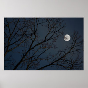 Póster El Robin y la Luna