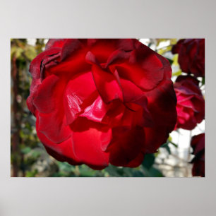 Póster El rojo del otoño