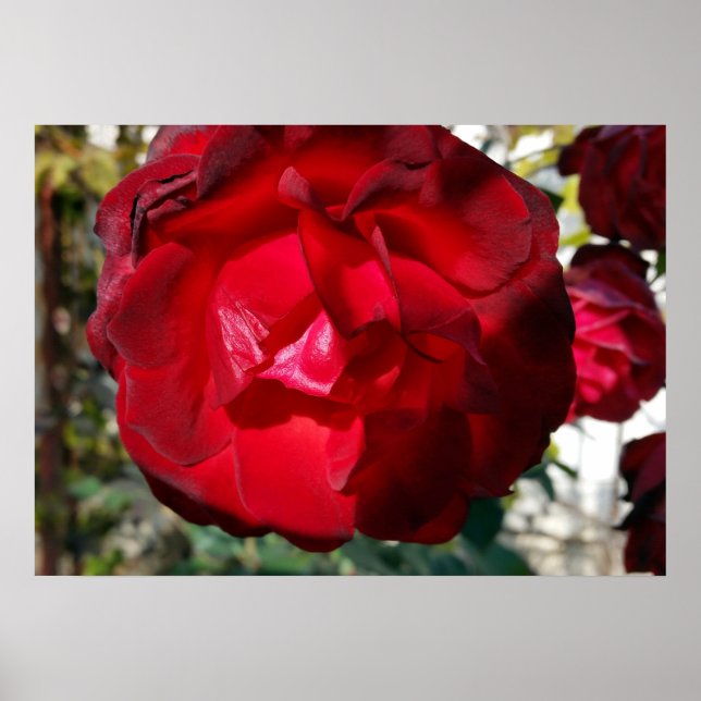 Póster El rojo del otoño (Frente)