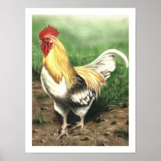 Póster El Rooster