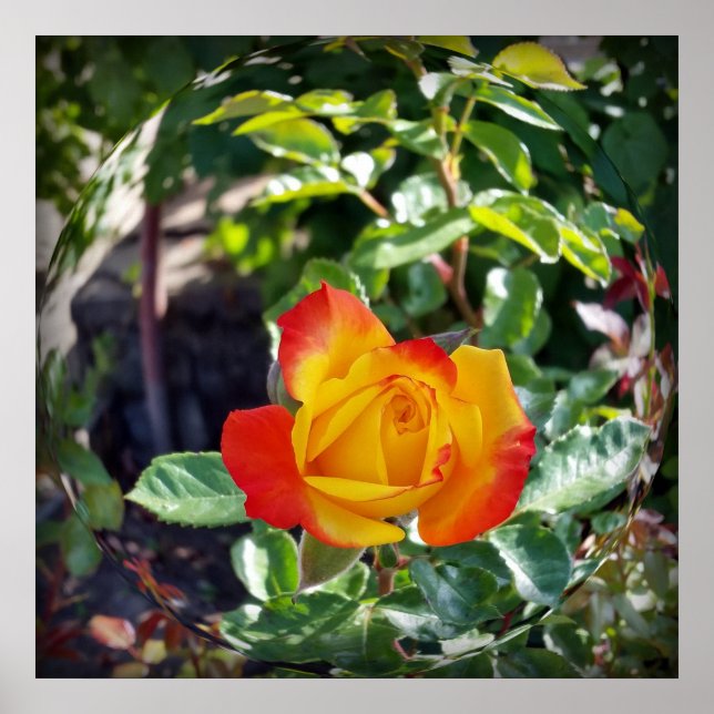 Póster el rosa (Frente)