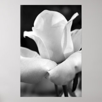 Póster El Rosa de Anna