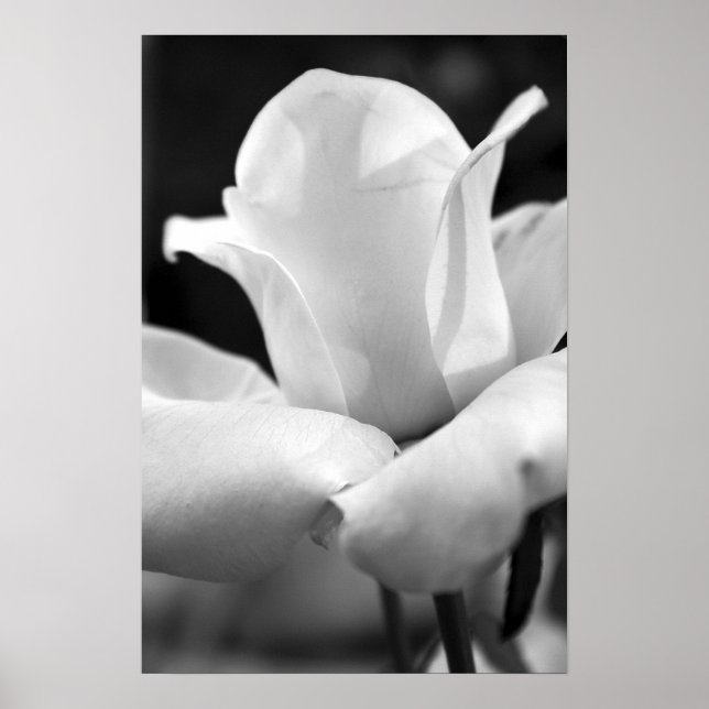 Póster El Rosa de Anna (Frente)